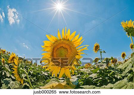 Sunflower field and sky View Large Photo Image Stock Photography - Sunflower field and sky. Fotosearch