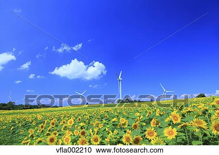 Sunflower field and wind turbines, Fukushima Prefecture View Large Photo Image Stock Image - Sunflower field and wind turbines, Fukushima Prefecture. Fotosearch