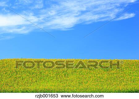 Sunflower field, Hokkaido View Large Photo Image Stock Image - Sunflower field, Hokkaido. Fotosearch