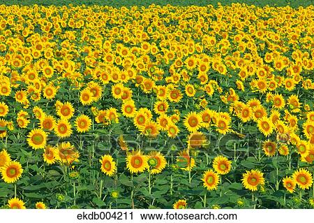 Sunflower field View Large Photo Image Stock Image - Sunflower field. Fotosearch
