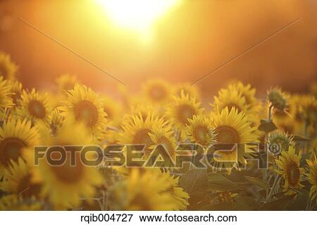 Stock Photo - Sunflower field. Fotosearch
