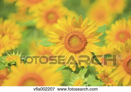 Sunflower field View Large Photo Image Stock Photo - Sunflower field. Fotosearch