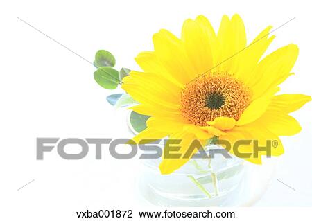 Sunflower in glass cup View Large Photo Image Stock Image - Sunflower in glass cup. Fotosearch