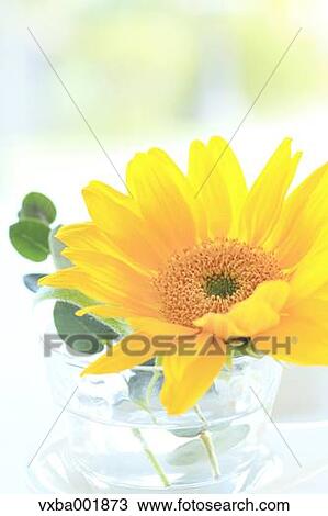 Sunflower in glass cup View Large Photo Image Stock Image - Sunflower in glass cup. Fotosearch