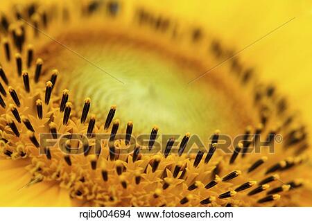Sunflower View Large Photo Image Picture - Sunflower. Fotosearch