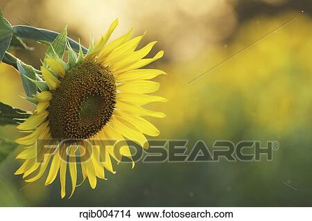 Sunflower View Large Photo Image Picture - Sunflower. Fotosearch