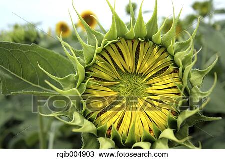 Stock Image - Sunflower. Fotosearch