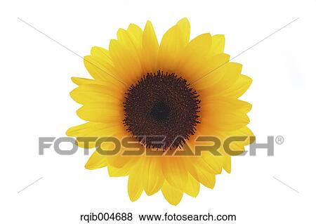 Stock Photo - Sunflower. Fotosearch