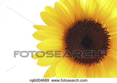 Stock Photo - Sunflower. Fotosearch