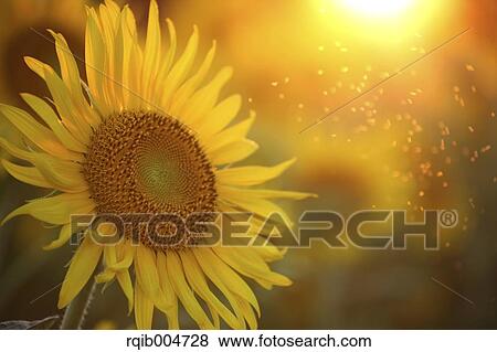 Stock Photo - Sunflower. Fotosearch