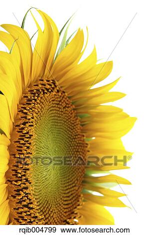 Stock Photo - Sunflower. Fotosearch