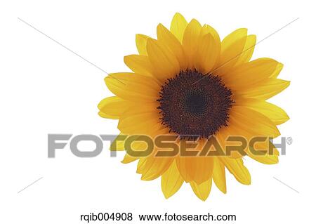 Stock Photo - Sunflower. Fotosearch