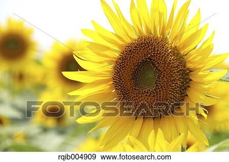 Stock Photo - Sunflower. Fotosearch