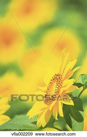 Sunflower View Large Photo Image Stock Photo - Sunflower. Fotosearch