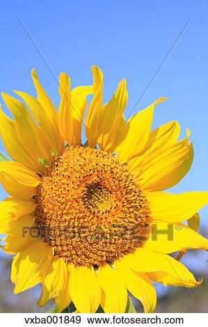 Sunflower View Large Photo Image Stock Photo - Sunflower. Fotosearch