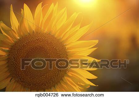 Sunflower View Large Photo Image Stock Photograph - Sunflower. Fotosearch