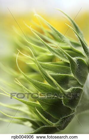 Sunflower View Large Photo Image Stock Photograph - Sunflower. Fotosearch