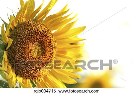 Sunflower View Large Photo Image Stock Photography - Sunflower. Fotosearch