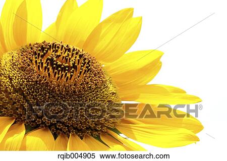 Sunflower View Large Photo Image Stock Photography - Sunflower. Fotosearch