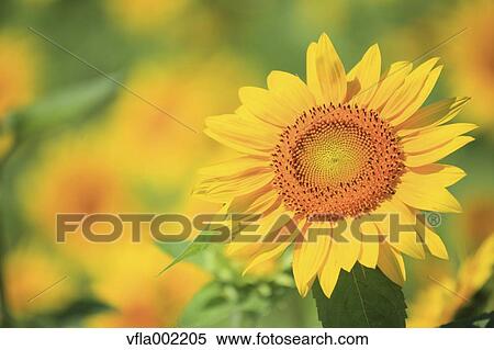 Sunflower View Large Photo Image Stock Photography - Sunflower. Fotosearch