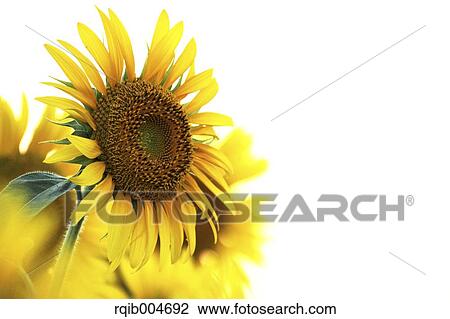 Sunflowers View Large Photo Image Stock Image - Sunflowers. Fotosearch