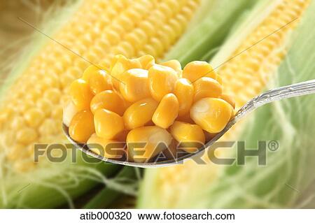 Stock Image - Sweet corn. Fotosearch