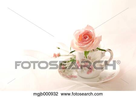 Tea cup and rose View Large Photo Image Stock Image - Tea cup and rose. Fotosearch