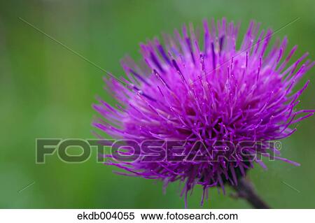 Thistle flower View Large Photo Image Stock Photography - Thistle flower. Fotosearch