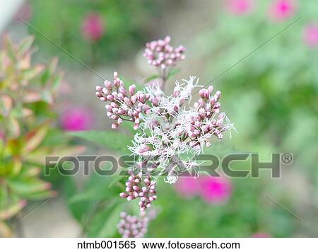 Thoroughwort View Large Photo Image Stock Photography - Thoroughwort. Fotosearch