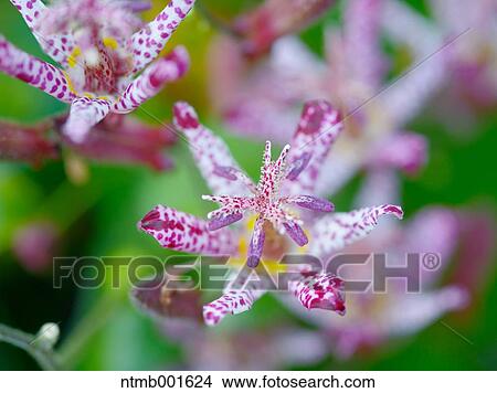 Toad lily flowers View Large Photo Image Picture - Toad lily flowers. Fotosearch