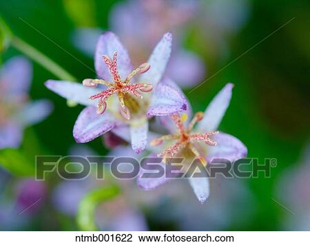 Toad lily flowers View Large Photo Image Stock Image - Toad lily flowers. Fotosearch