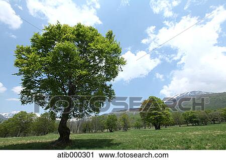 Stock Image - Tree and grassland, Nagano Prefecture. Fotosearch