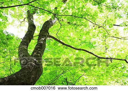 Stock Photograph - Tree and green leaves. Fotosearch