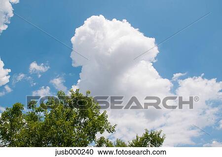 Tree and sky with clouds View Large Photo Image Stock Image - Tree and sky with clouds. Fotosearch