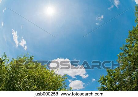 Tree and sky with clouds View Large Photo Image Stock Photo - Tree and sky with clouds. Fotosearch