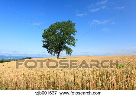 Tree of philosophy, Hokkaido View Large Photo Image Stock Photo - Tree of philosophy, Hokkaido. Fotosearch