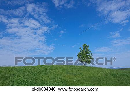 Tree on grassland, Hokkaido View Large Photo Image Stock Image - Tree on grassland, Hokkaido. Fotosearch