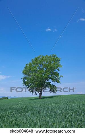 Tree on grassland, Hokkaido View Large Photo Image Stock Photo - Tree on grassland, Hokkaido. Fotosearch