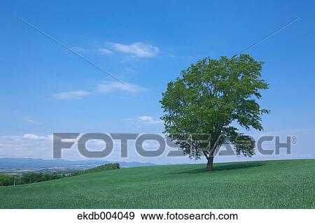 Tree on grassland, Hokkaido View Large Photo Image Stock Photo - Tree on grassland, Hokkaido. Fotosearch