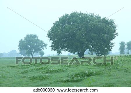 Trees and grassland, Tochigi Prefecture View Large Photo Image Stock Image - Trees and grassland, Tochigi Prefecture. Fotosearch