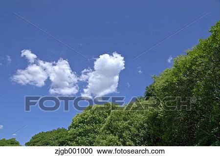 Stock Image - Trees and sky with clouds. Fotosearch