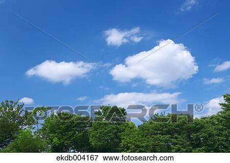 Trees and sky with clouds View Large Photo Image Stock Photo - Trees and sky with clouds. Fotosearch