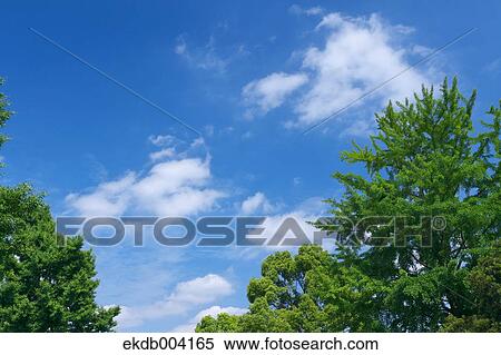 Trees and sky with clouds View Large Photo Image Stock Photography - Trees and sky with clouds. Fotosearch