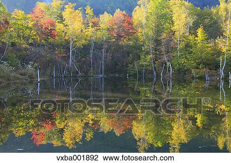 Trees reflected on water in Autumn View Large Photo Image Stock Image - Trees reflected on water in Autumn. Fotosearch
