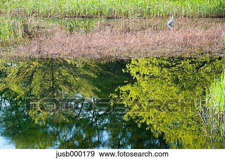 Trees reflecting on water View Large Photo Image Stock Photo - Trees reflecting on water. Fotosearch