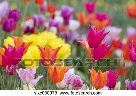 Tulip field View Large Photo Image Stock Photo - Tulip field. Fotosearch