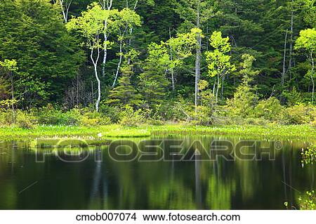 Picture - Ushidome pond, Nagano Prefecture. Fotosearch