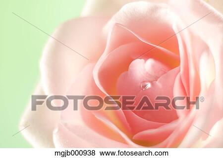 Water droplet on pink rose View Large Photo Image Stock Photo - Water droplet on pink rose. Fotosearch