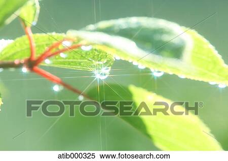 Stock Photography - Water drops and leaves. Fotosearch