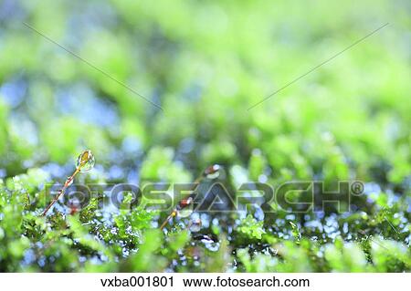 Water drops and moss View Large Photo Image Stock Image - Water drops and moss. Fotosearch